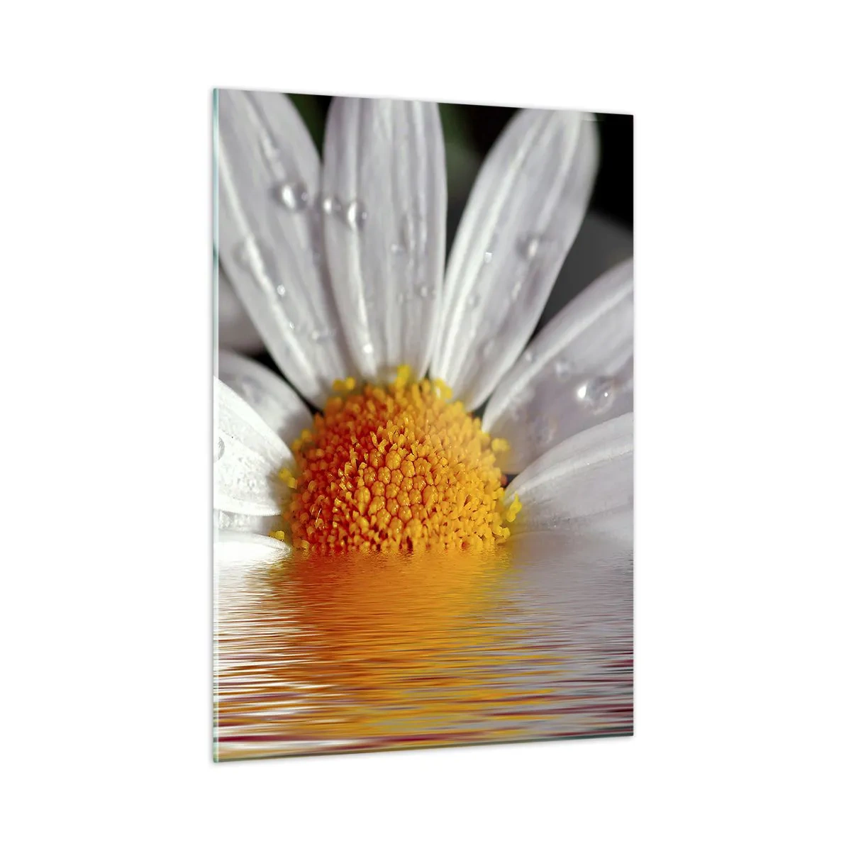Glasbild - Bild auf glas - Ein Gänseblümchen mit Wassertropfen, die sich im Wasser spiegeln - 50x70cm - Die aufgehende Sonne der Gänseblümchen - Moderne Wanddekoration für Wohnzimmer und Schlafzimmer ARTTOR