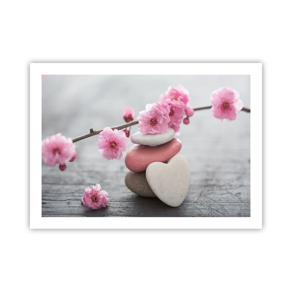Poster - Glückseligkeit mit einer Kirschblüte - 70x50 cm