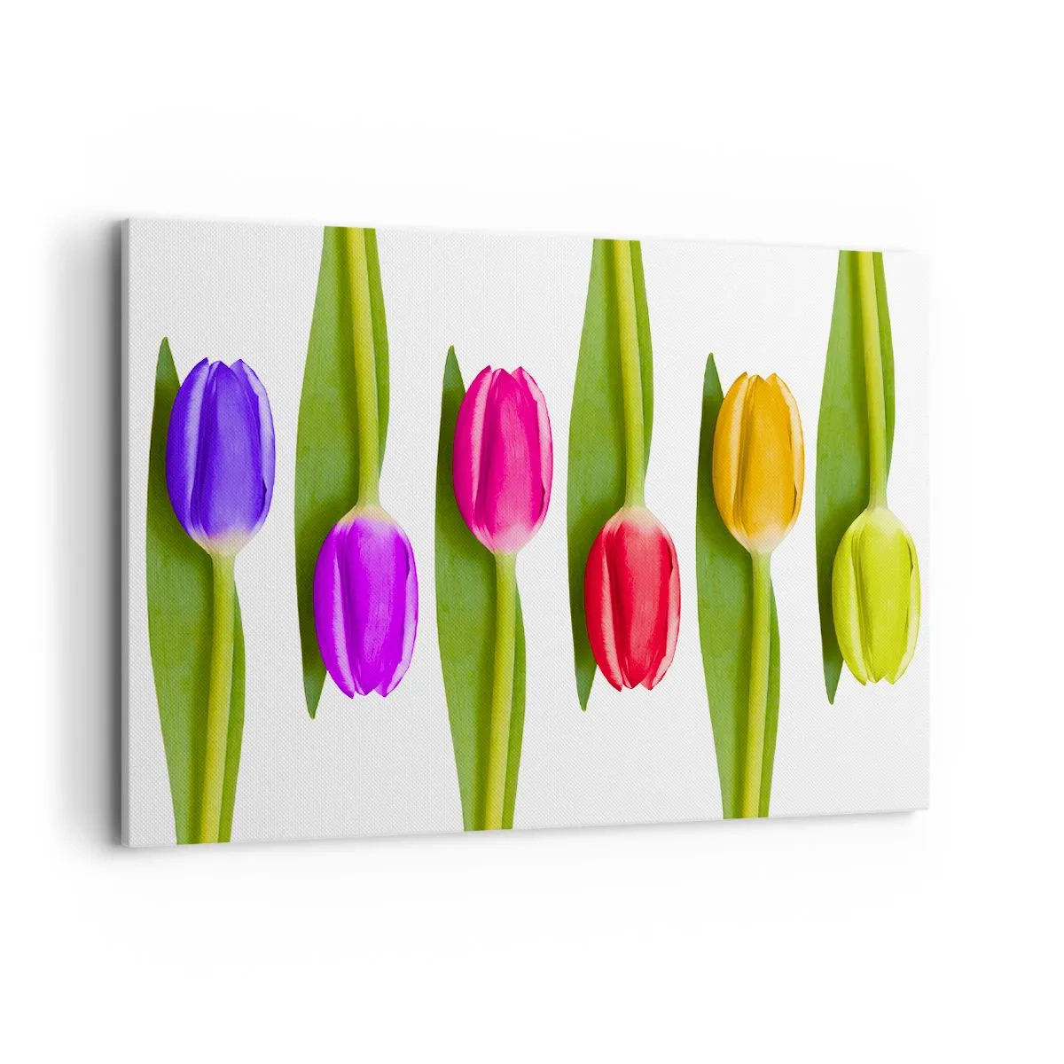 Bild auf Leinwand - Leinwandbild - Bunte Tulpen in einer Reihe auf weißem Hintergrund angeordnet - 120x80cm - Regenbogenkomposition - Moderne Wanddekoration für Wohnzimmer und Schlafzimmer ARTTOR