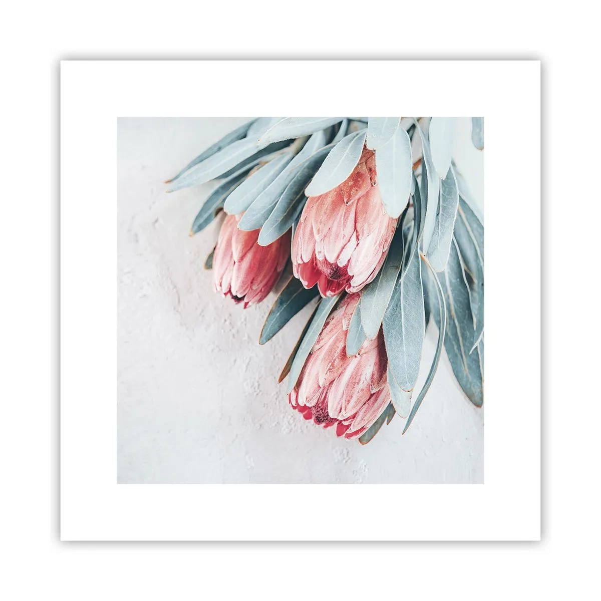 Poster - Schämen sich für ihre eigene Schönheit - 30x30 cm