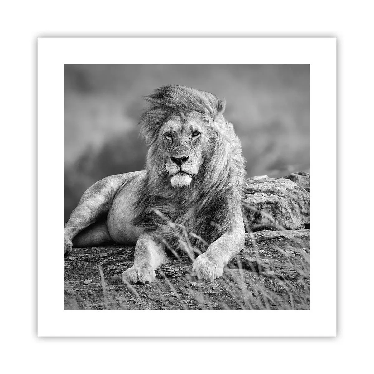 Poster - Königliche Siesta - 40x40 cm