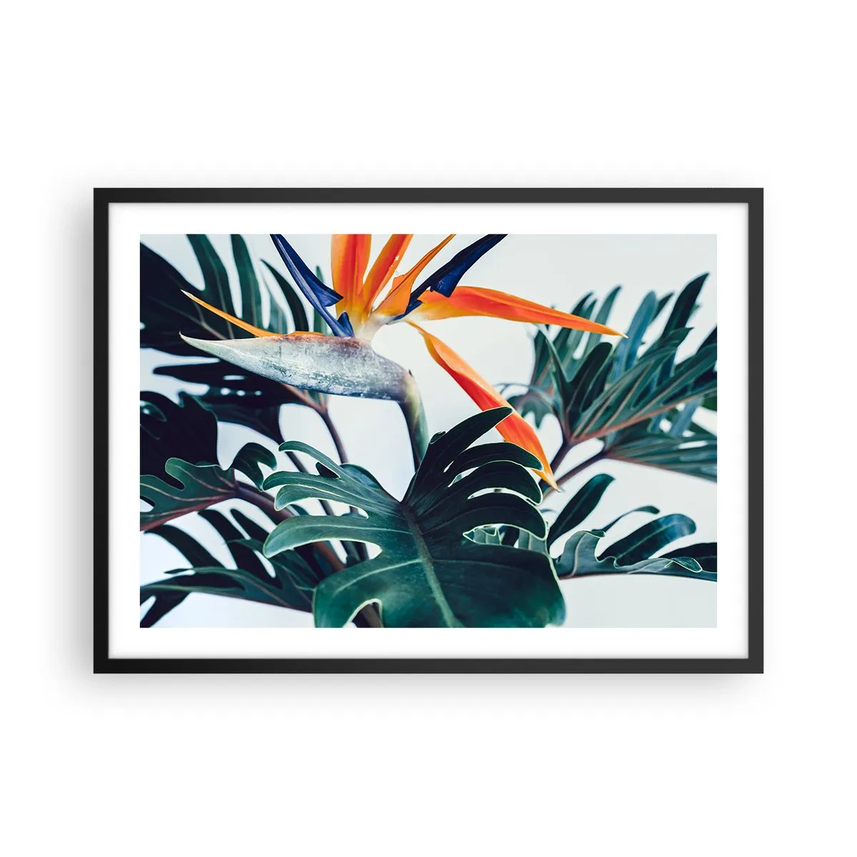 Poster in einem schwarzem Rahmen - Strelitzia-Blüte, umgeben von Blättern in hellem Licht - 70x50cm - Vogelbusch - Moderne Wanddekoration für Wohnzimmer und Schlafzimmer ARTTOR