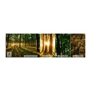 Fototapetenmuster Standard Eco - Alle Frühlingsfotografie - Landschaft, Wald, Natur - 100x30 cm