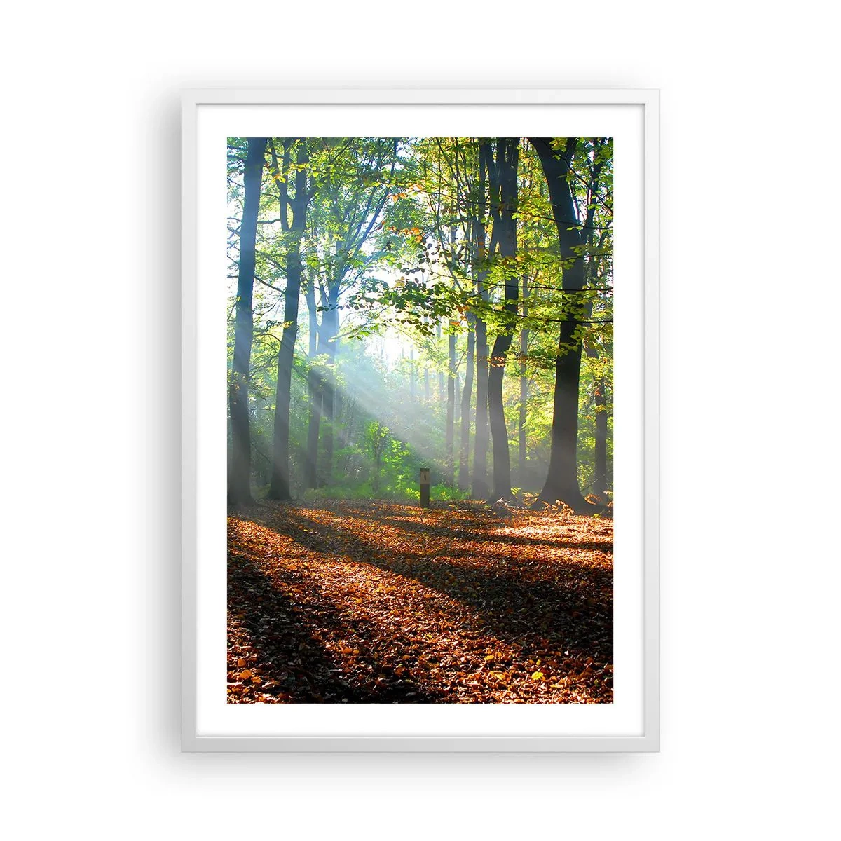 Poster in einem weißen Rahmen - Licht und Schatten - 50x70 cm