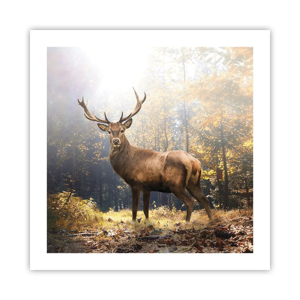 Poster - In voller Majestät - 50x50 cm