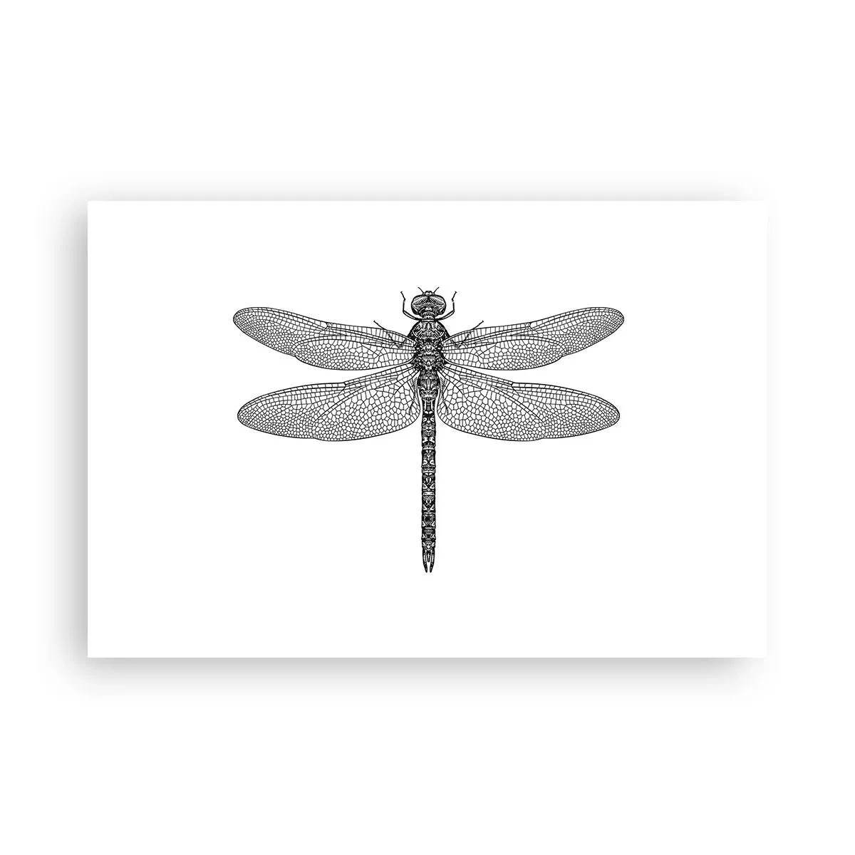 Poster - Präzision der Natur - 91x61 cm