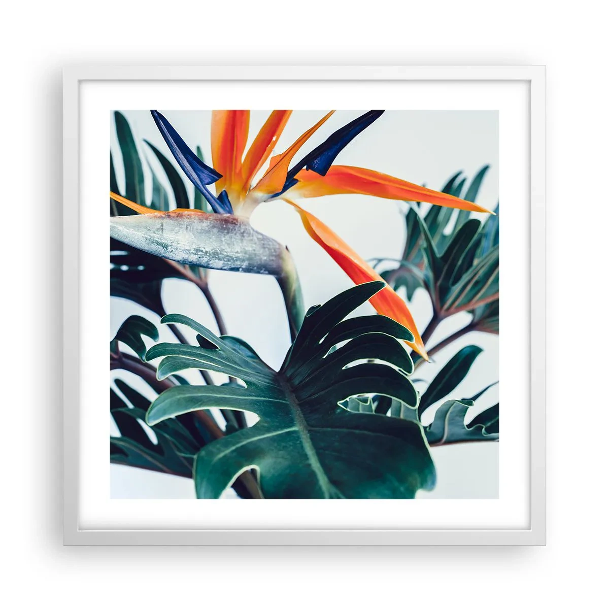 Poster in einem weißen Rahmen - Vogelbusch - 50x50 cm
