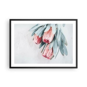 Poster in einem schwarzem Rahmen - Dezente rosa Protea-Blüten auf hellem Hintergrund - 70x50cm - Schämen sich für ihre eigene Schönheit - Moderne Wanddekoration für Wohnzimmer und Schlafzimmer ARTTOR
