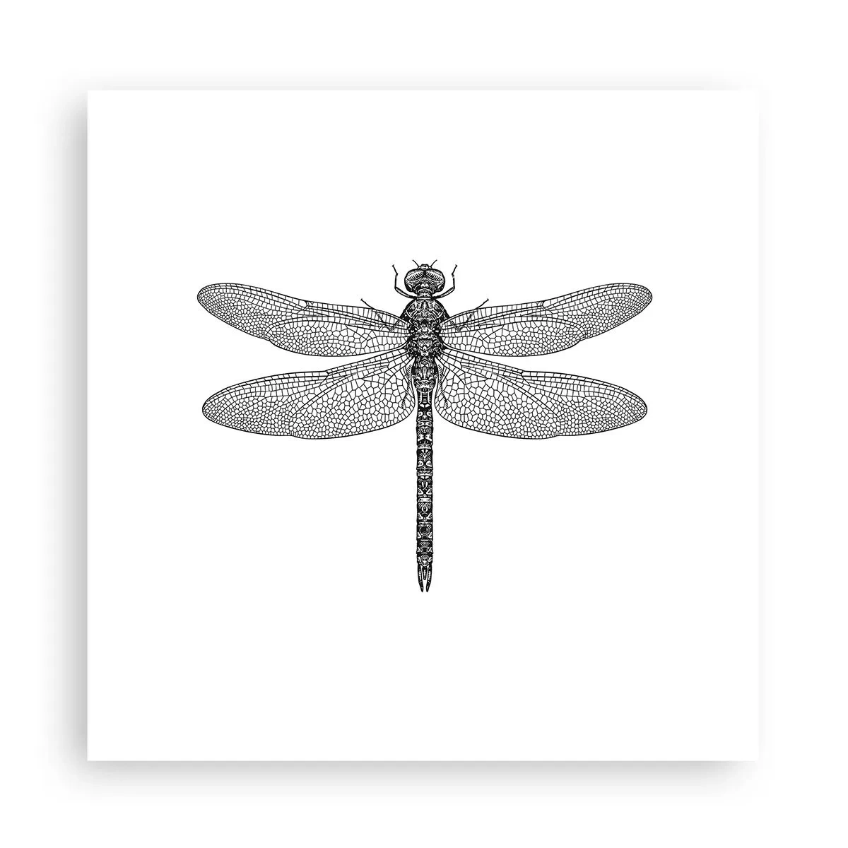 Poster - Präzision der Natur - 30x30 cm