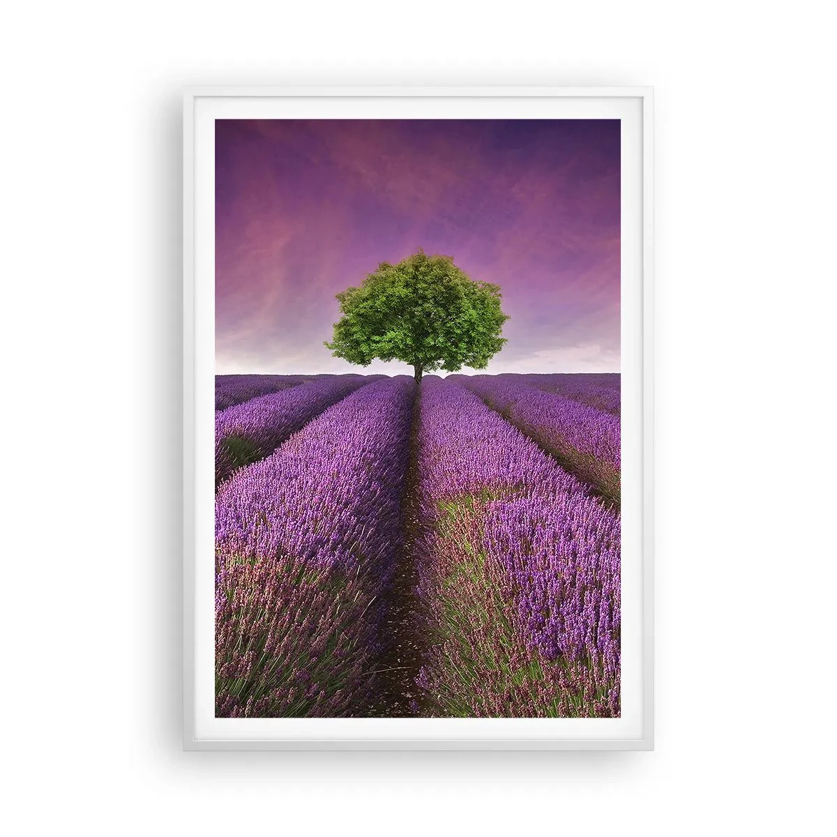 Poster in einem weißen Rahmen - Auf Lavendelfeldern - 70x100 cm