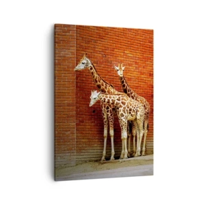 Bild auf Leinwand - Leinwandbild - Vier Giraffen vor einer Ziegelwand in künstlerischer Umgebung - 50x70cm - Sehen Sie Akazien? - Moderne Wanddekoration für Wohnzimmer und Schlafzimmer ARTTOR
