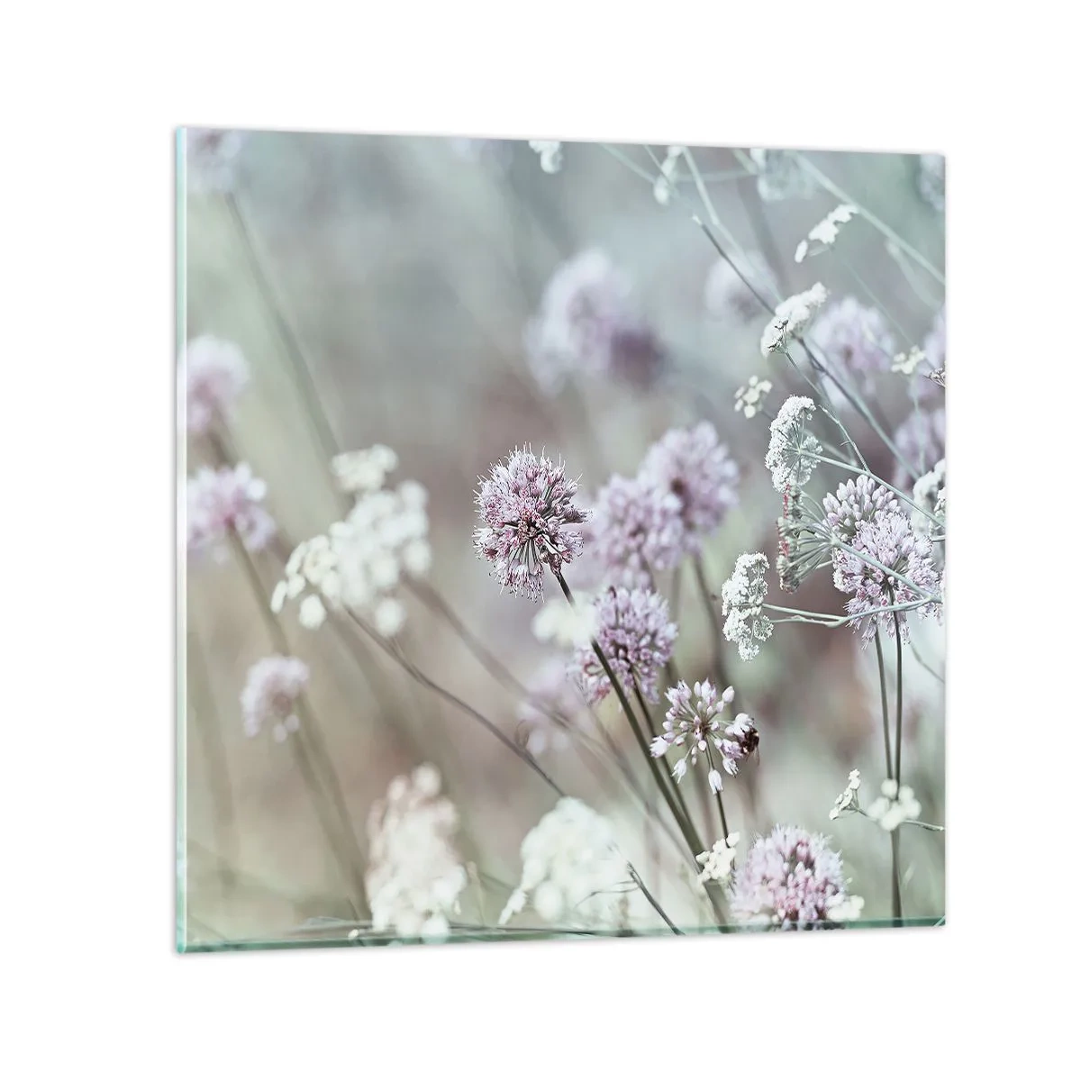Glasbild - Bild auf glas - Süße filigrane Kräuter - 30x30 cm