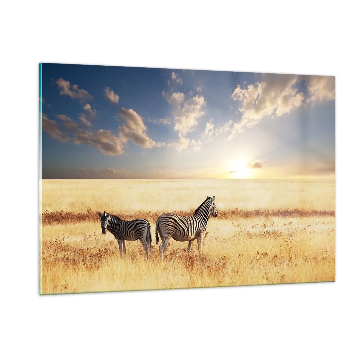 Glasbild - Bild auf glas - Zwei Zebras in der Savanne bei Sonnenuntergang - 120x80cm - Geh weg, sei nicht in Frieden - Moderne Wanddekoration für Wohnzimmer und Schlafzimmer ARTTOR