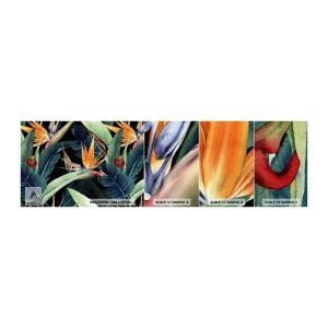 Fototapetenmuster Standard Eco - Flammende Blumen der Tropen - Strelitzia Royal, Blume, Afrika - 100x30 cm