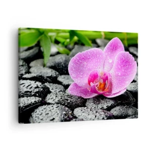 Bild auf Leinwand - Leinwandbild - Rosa Orchidee auf nassen schwarzen Steinen mit grünen Blättern - 70x50cm - Wie ein offenes Herz - Moderne Wanddekoration für Wohnzimmer und Schlafzimmer ARTTOR