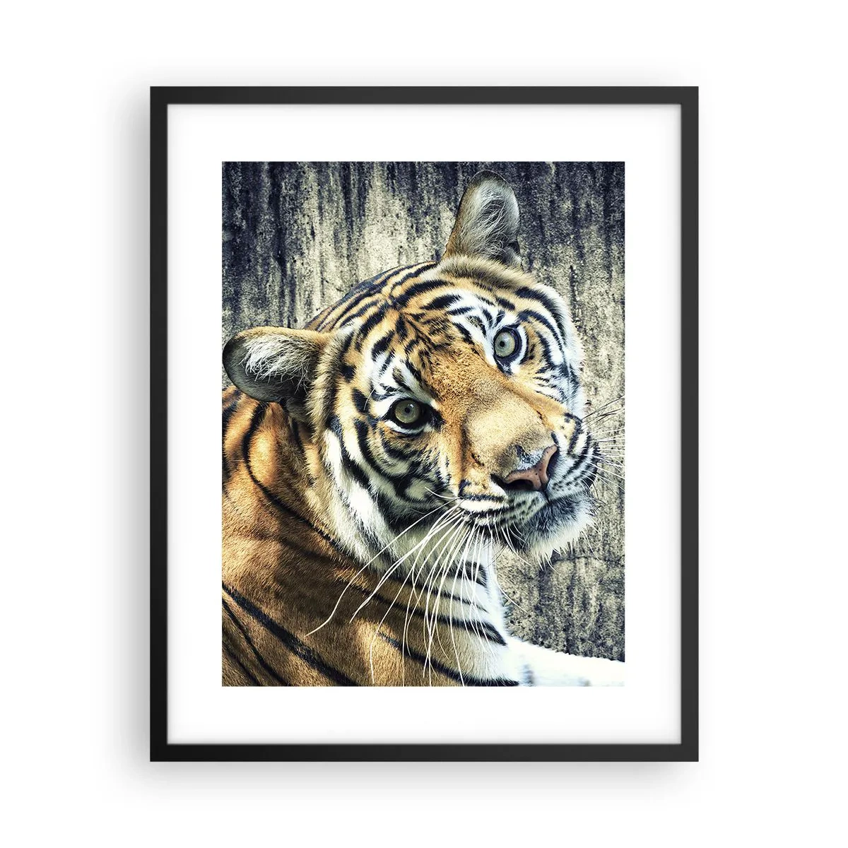 Poster in einem schwarzem Rahmen - Portrait in Lichtstrahlen - 40x50 cm