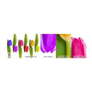 Fototapeten Muster Selbstklebend Deluxe Sticker - Regenbogenkomposition - Blumen, Tulpen, Natur - 100x30 cm