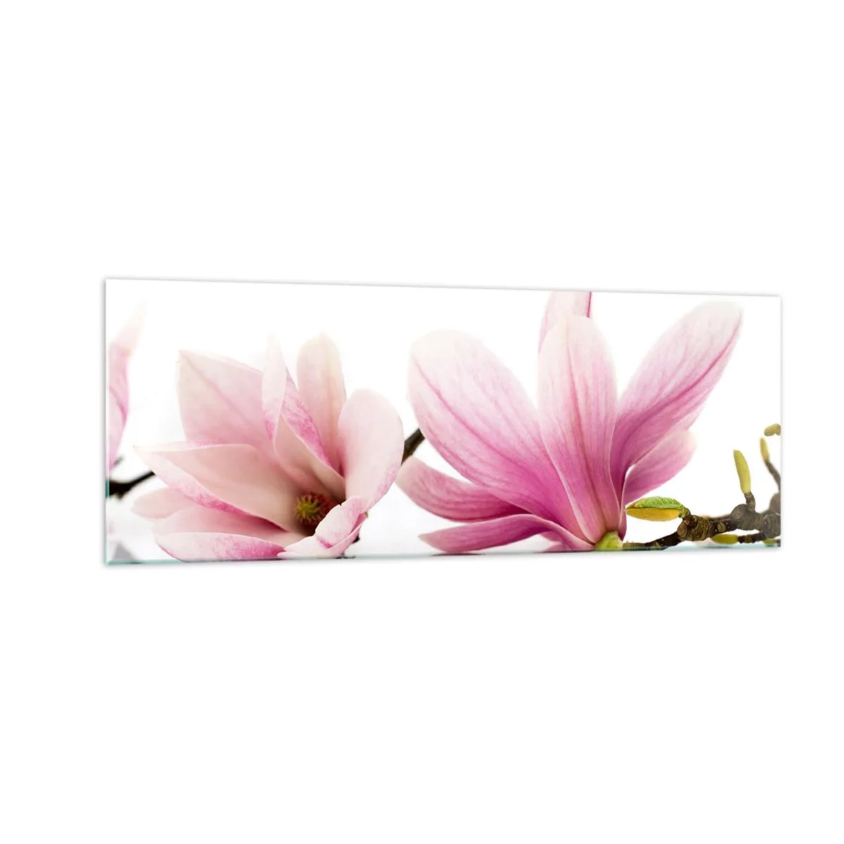 Glasbild - Bild auf glas - Zarte rosa Magnolien auf weißem Hintergrund - 140x50cm - Zart wie ein Frühlingswind - Moderne Wanddekoration für Wohnzimmer und Schlafzimmer ARTTOR