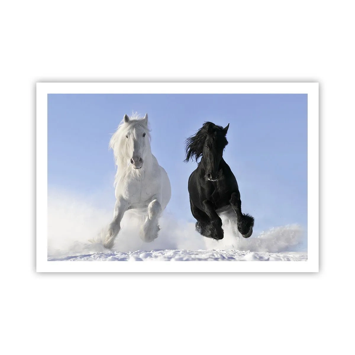 Poster - Schwarz-Weiß-Galopp - 91x61 cm