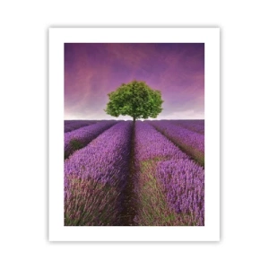 Poster - Auf Lavendelfeldern - 40x50 cm