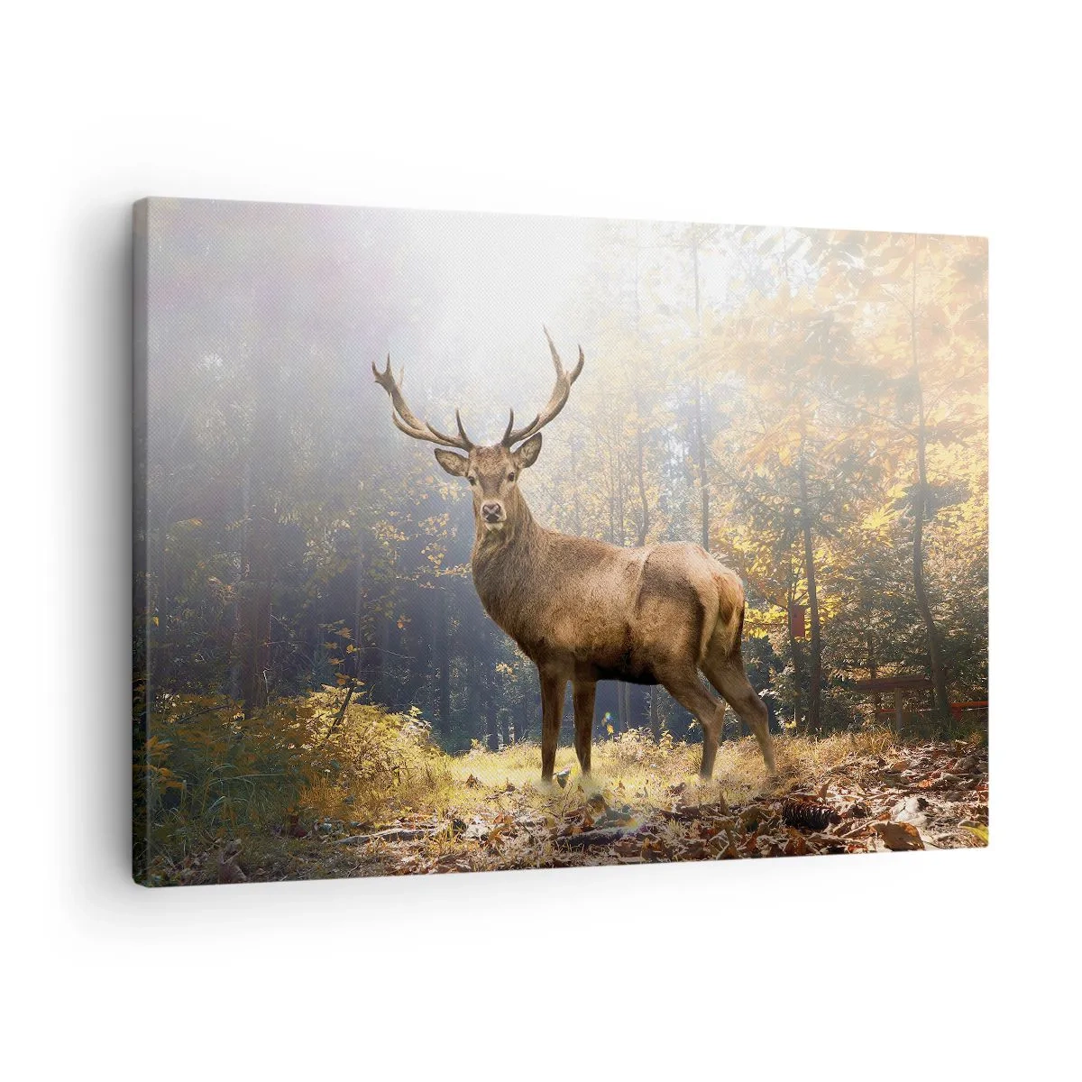 Bild auf Leinwand - Leinwandbild - Hirsch im herbstlichen Wald mit Sonnenstrahlen - 70x50cm - In voller Majestät - Moderne Wanddekoration für Wohnzimmer und Schlafzimmer ARTTOR
