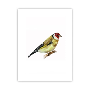 Poster - Vogelporträt - 30x40 cm