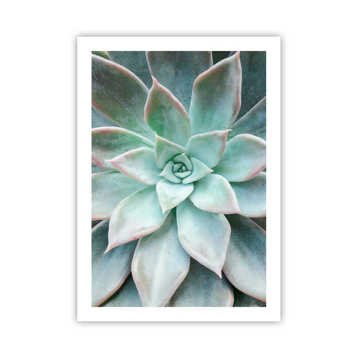 Poster - Eine Nahaufnahme der symmetrischen Blätter einer Sukkulente in Grüntönen. - 50x70cm - Das Herz der Wüste - Moderne Wanddekoration für Wohnzimmer und Schlafzimmer ARTTOR