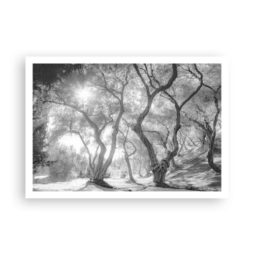 Poster - Schwarz-Weiß-Ansicht von Bäumen in einem Olivenhain mit Sonnenstrahlen - 100x70cm - Im Olivenhain - Moderne Wanddekoration für Wohnzimmer und Schlafzimmer ARTTOR