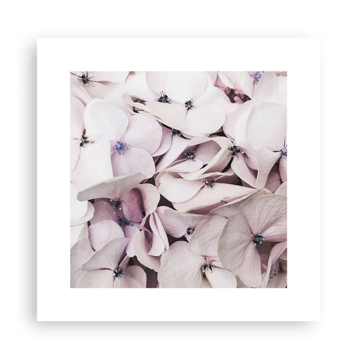 Poster - In einer Blumenflut - 30x30 cm