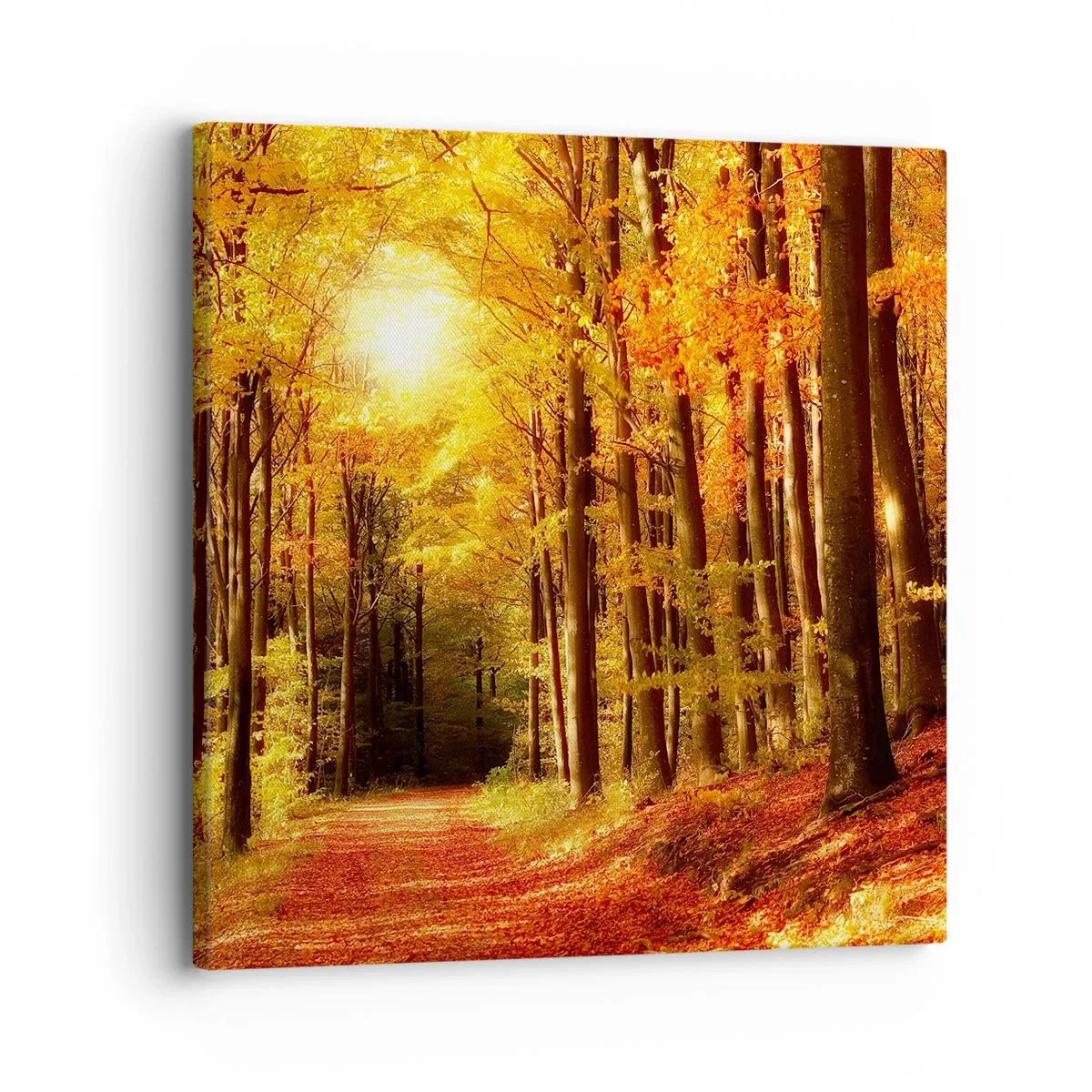 Bild auf Leinwand - Leinwandbild - Goldener Herbst auf einer Forststraße - 30x30 cm