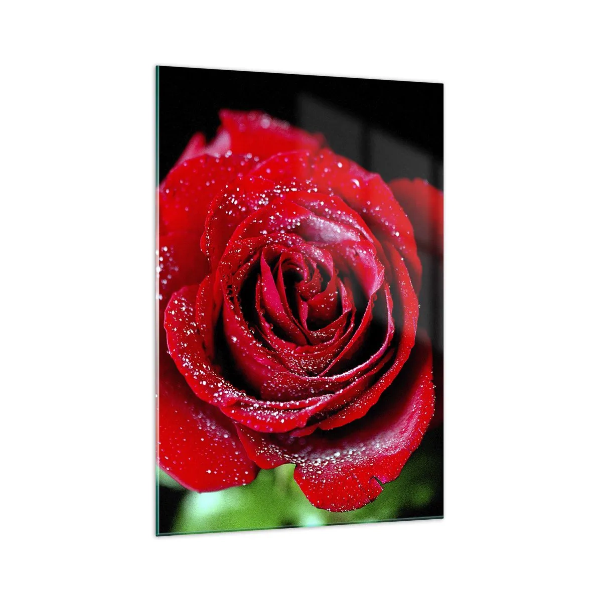 Glasbild - Bild auf glas - Eine rote Rose mit Tautropfen auf schwarzem Hintergrund. - 70x100cm - Das ist Liebe - Moderne Wanddekoration für Wohnzimmer und Schlafzimmer ARTTOR