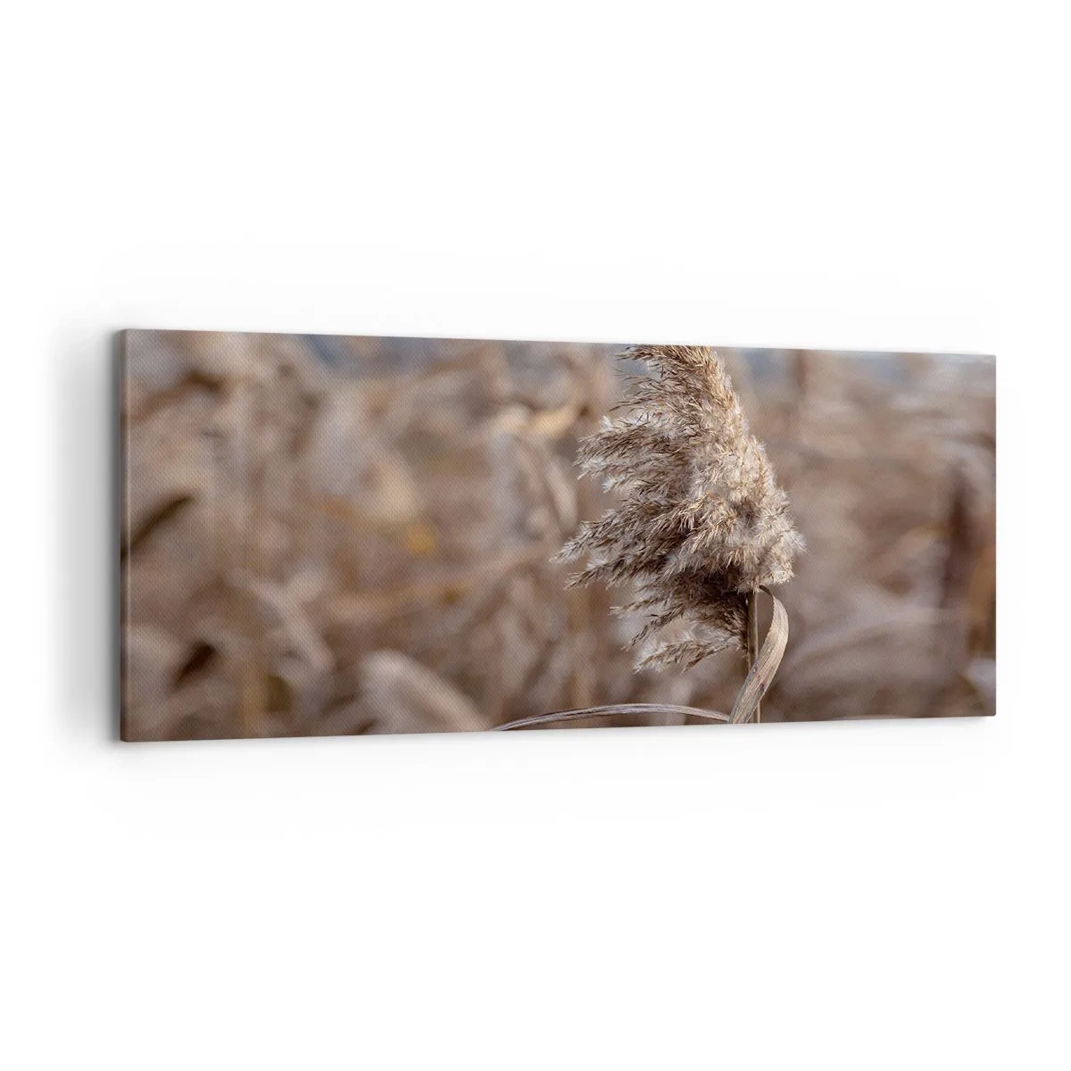 Bild auf Leinwand - Leinwandbild - Zarte Gräser in Beigetönen vor dem Hintergrund der Natur - 120x50cm - Zeit, mit dem Wind zu gehen - Moderne Wanddekoration für Wohnzimmer und Schlafzimmer ARTTOR