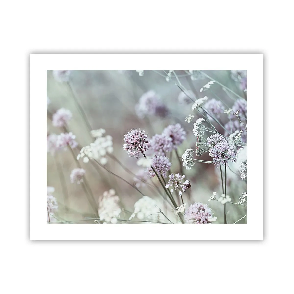 Poster - Süße filigrane Kräuter - 50x40 cm