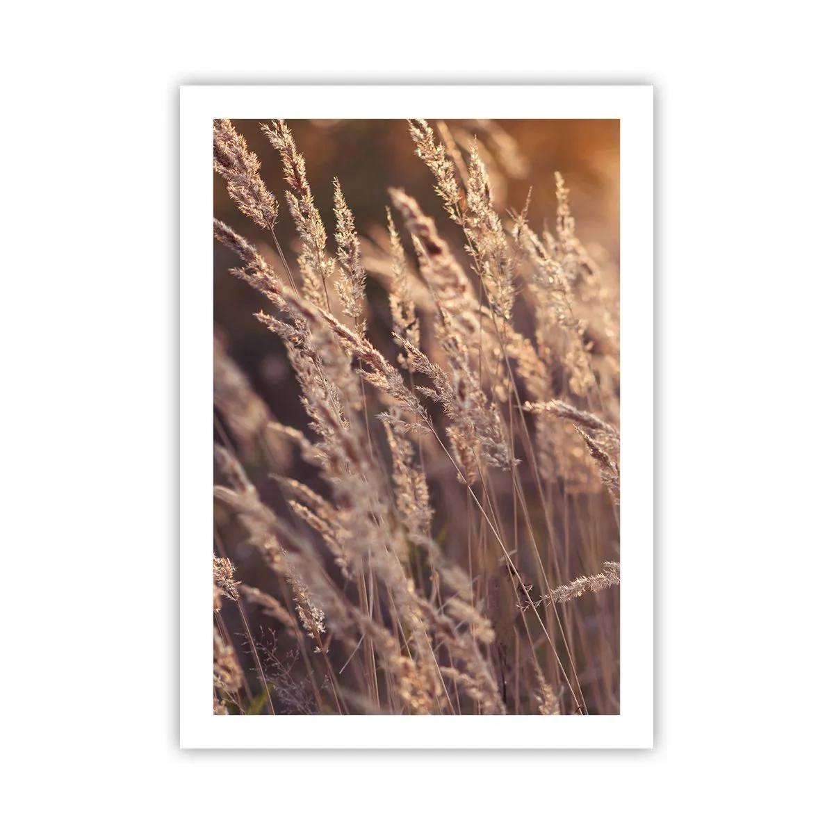 Poster - Goldene Ähren des Grases, beleuchtet von den Sonnenstrahlen - 50x70cm - Bereit, den Herbst willkommen zu heißen - Moderne Wanddekoration für Wohnzimmer und Schlafzimmer ARTTOR