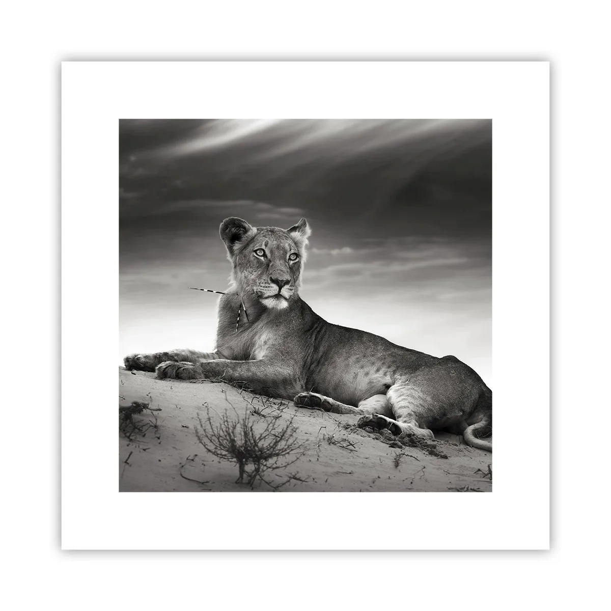 Poster - Die Königin der Wüstenruhe - 30x30 cm