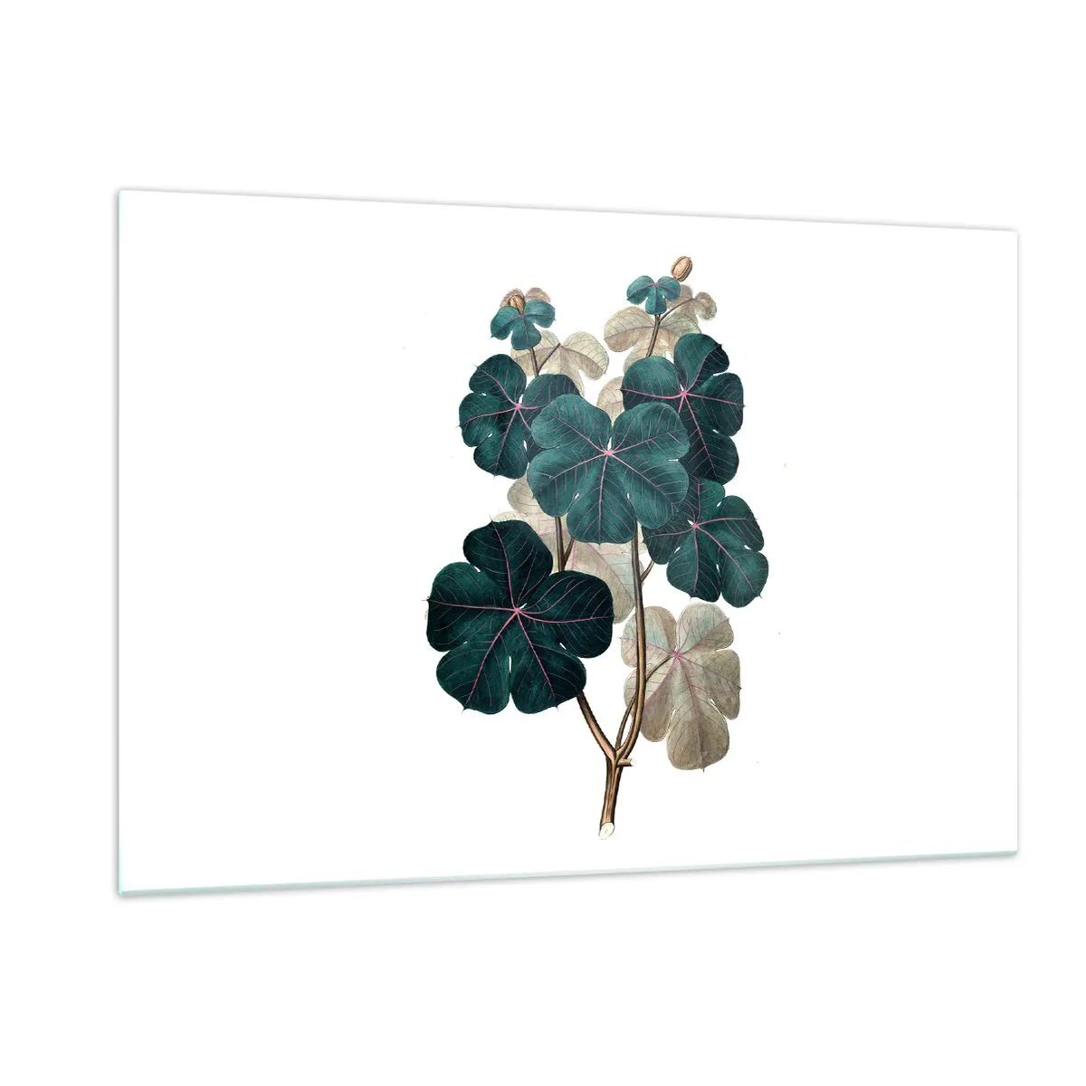 Glasbild - Bild auf glas - Botanische Illustration von grünen Blättern auf weißem Hintergrund - 120x80cm - Aus dem alten Herbarium - Moderne Wanddekoration für Wohnzimmer und Schlafzimmer ARTTOR