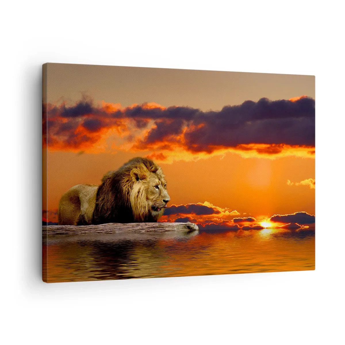 Bild auf Leinwand - Leinwandbild - Ein Löwe ruht bei Sonnenuntergang vor einem dramatischen Himmel am Wasser. - 70x50cm - König der Natur - Moderne Wanddekoration für Wohnzimmer und Schlafzimmer ARTTOR