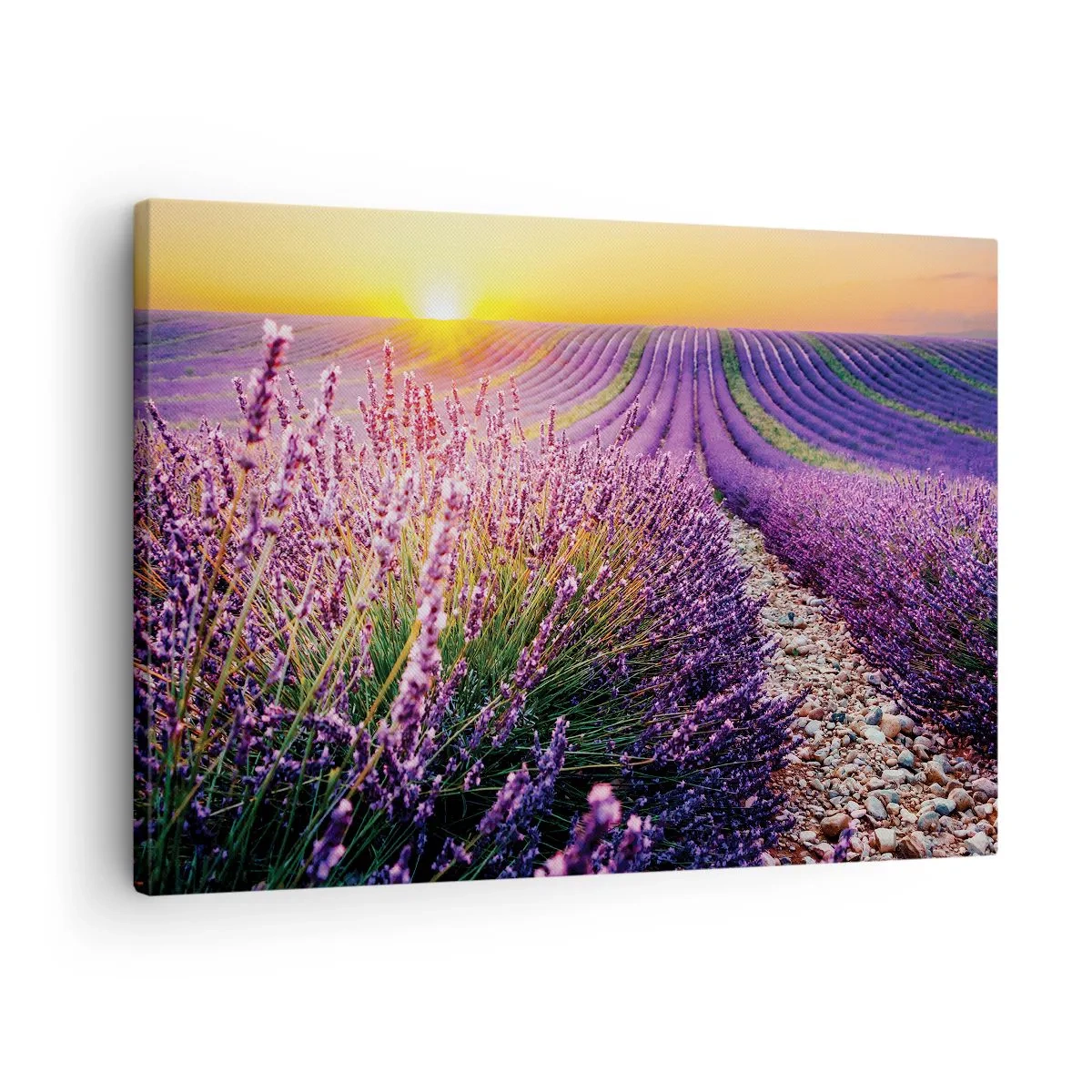 Bild auf Leinwand - Leinwandbild - Lavendelfeld bei Sonnenuntergang - 70x50cm - Duftende Kornfelder - Moderne Wanddekoration für Wohnzimmer und Schlafzimmer ARTTOR