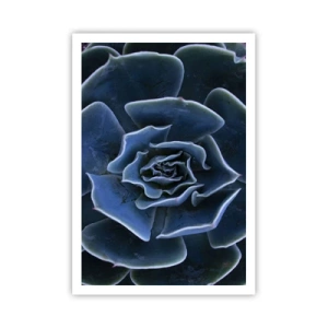 Poster - Wüstenblume - 70x100 cm