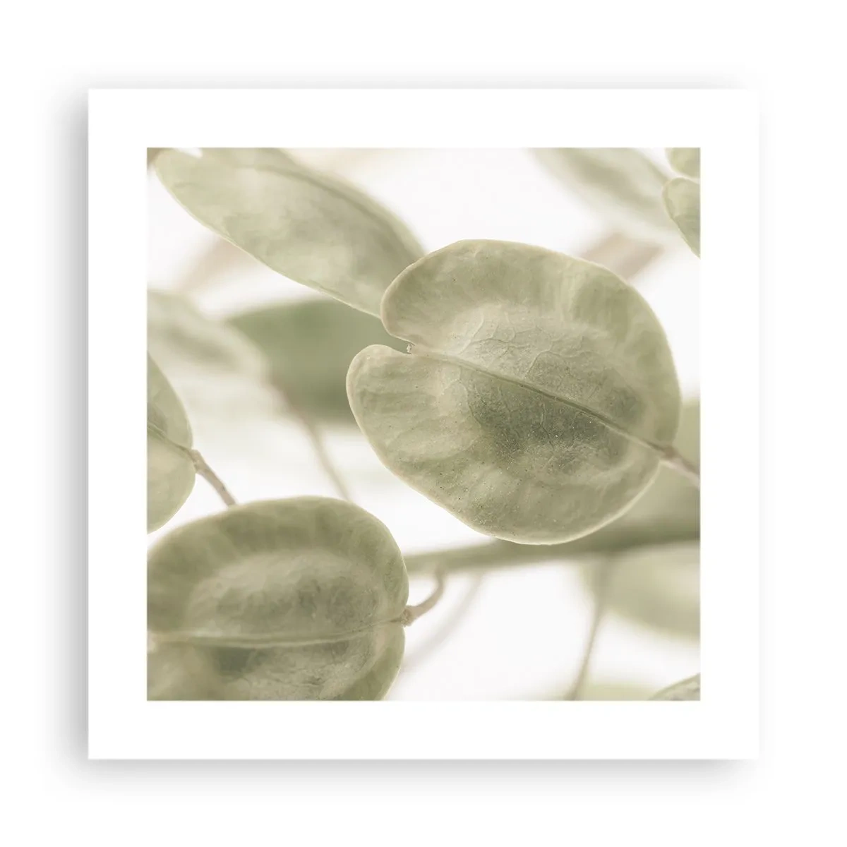 Poster - Am Anfang waren Blätter... - 40x40 cm