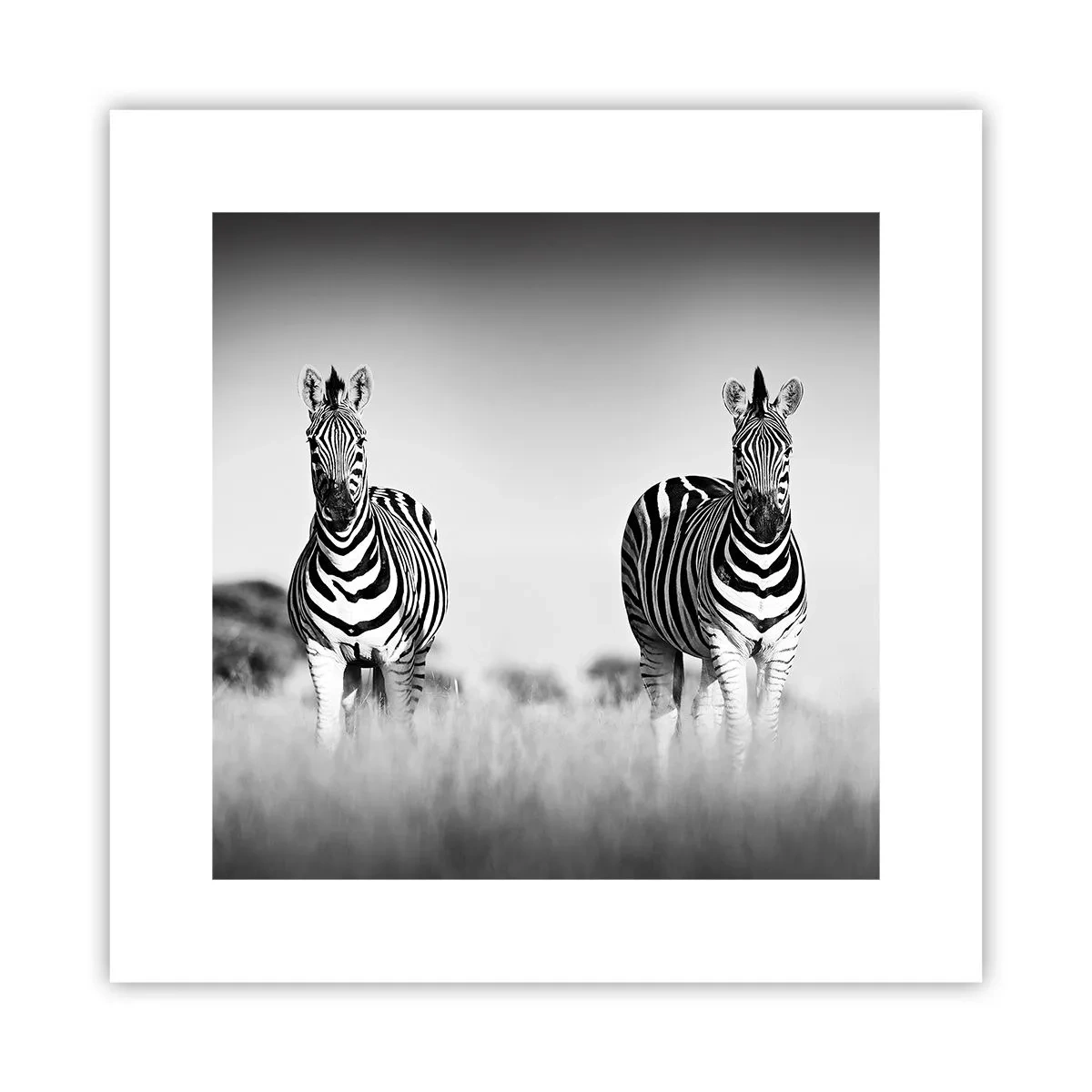 Poster - Die Welt ist doch schwarz-weiß - 30x30 cm