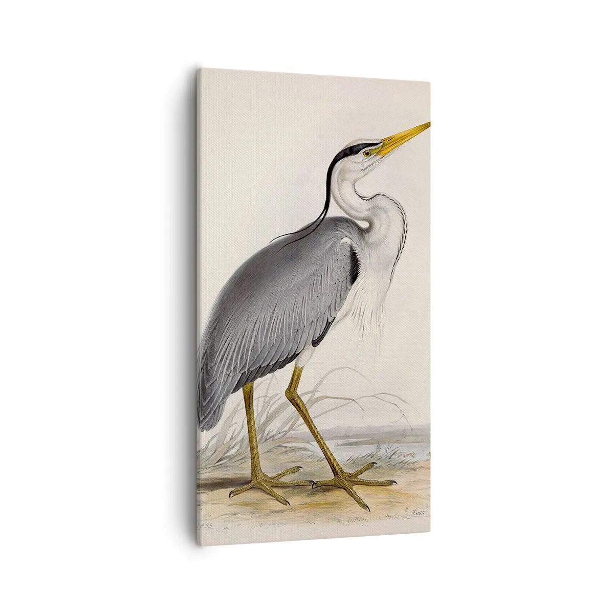 Bild auf Leinwand - Leinwandbild - Reiher Gnade - 55x100 cm