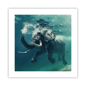 Poster - Jeder schwimmt gerne - 40x40 cm