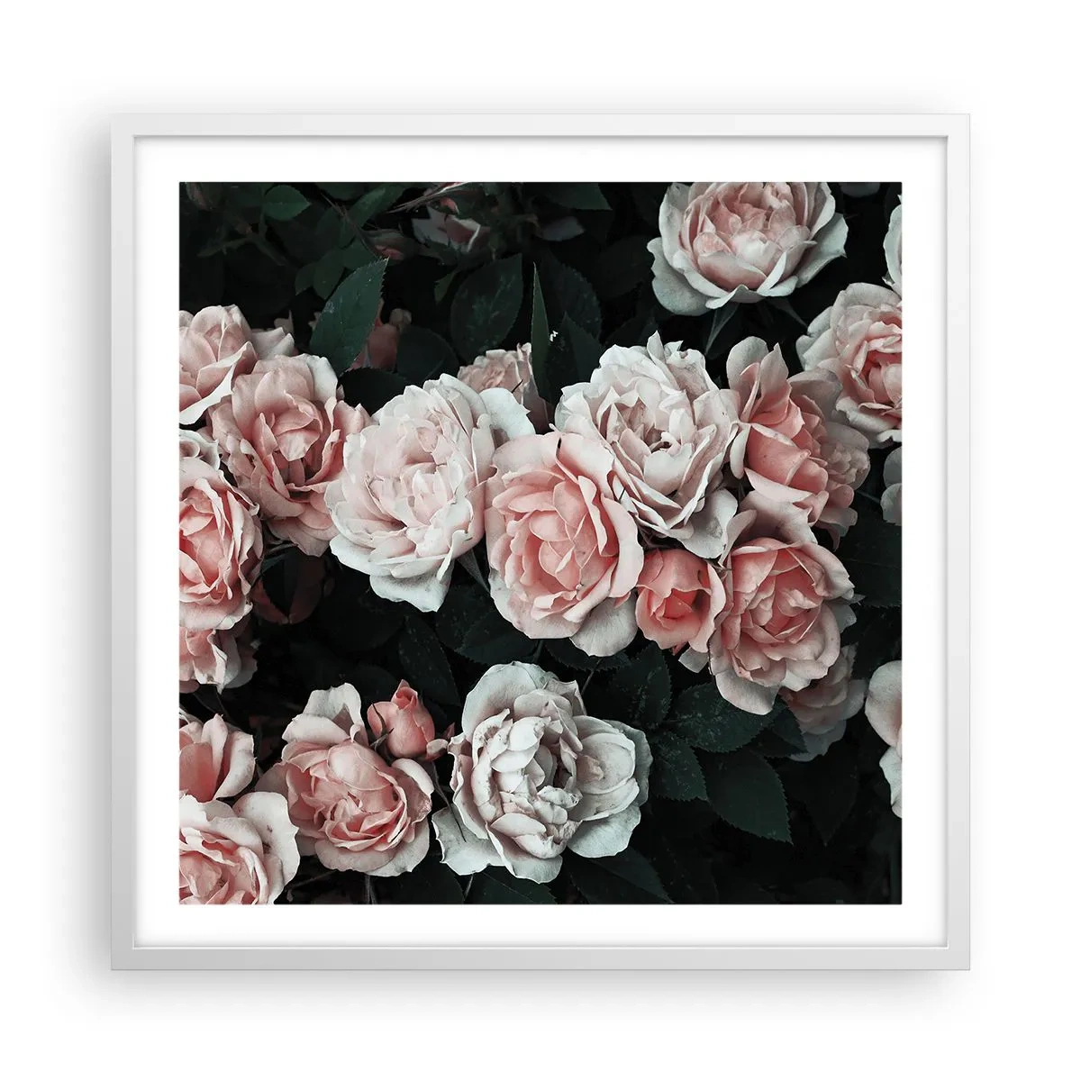 Poster in einem weißen Rahmen - Rosen-Ensemble - 60x60 cm