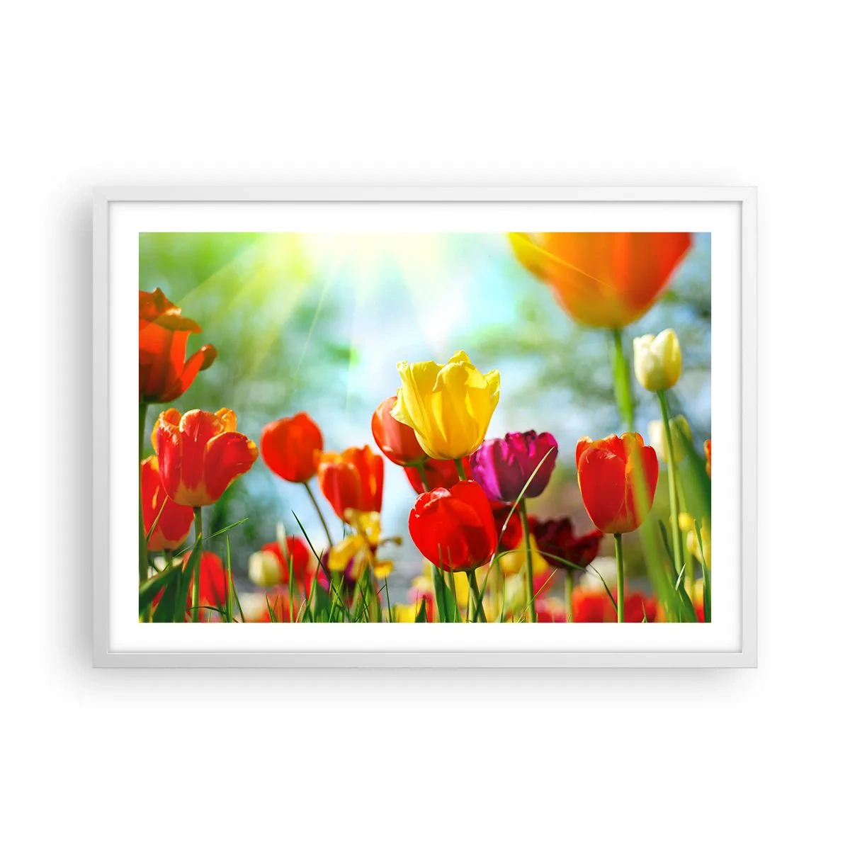 Poster in einem weißen Rahmen - Alle Farben der Sonne - 70x50 cm
