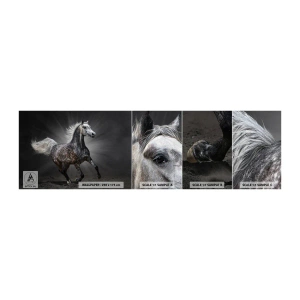 Fototapeten Muster Selbstklebend Deluxe Sticker - Grau ist schön - Tiere, arabisches Pferd, Natur - 100x30 cm