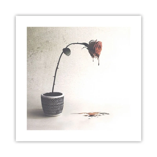 Poster - Rosa dolorosa - 40x40 cm