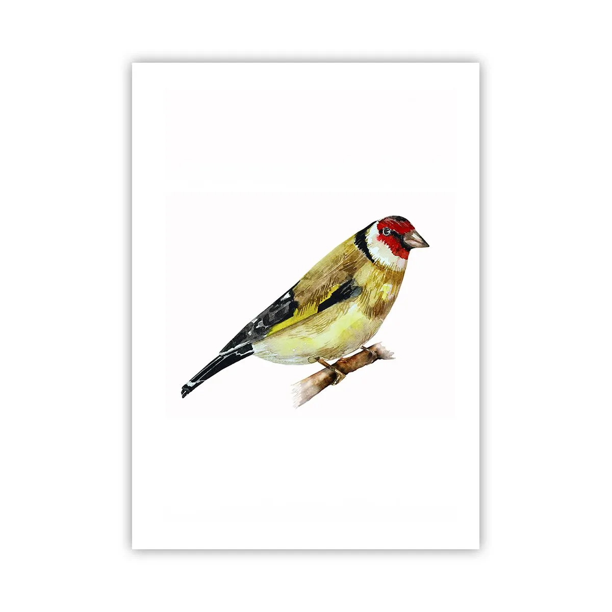 Poster - Stieglitz auf einem Ast im Aquarellstil - 50x70cm - Vogelporträt - Moderne Wanddekoration für Wohnzimmer und Schlafzimmer ARTTOR