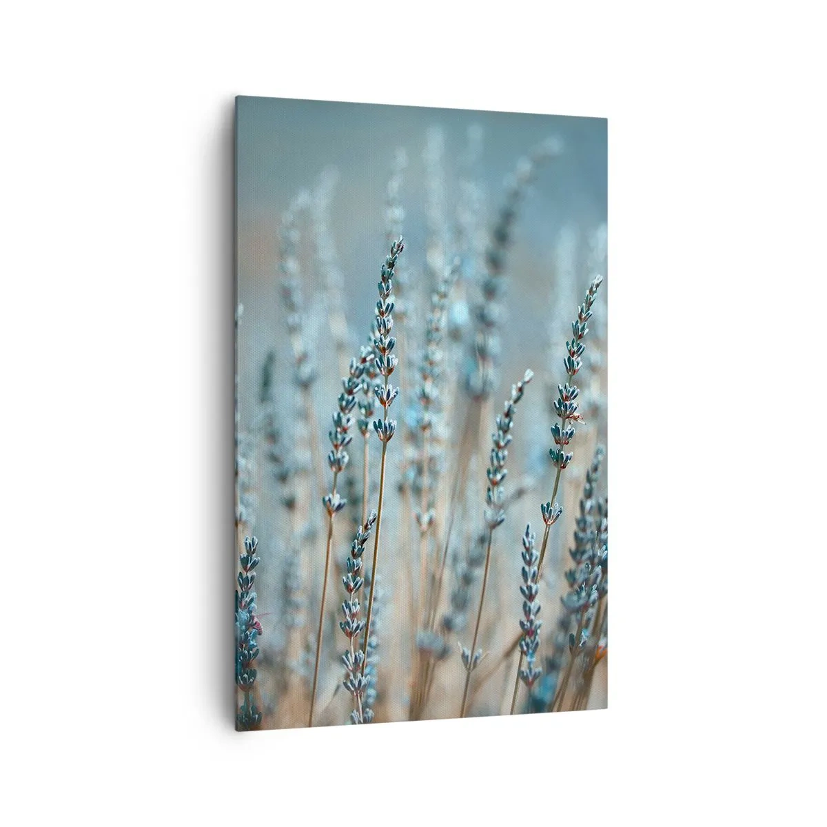 Bild auf Leinwand - Leinwandbild - Lavendel im Feld in dezenten Pastelltönen - 80x120cm - Duftendes Kornfeld - Moderne Wanddekoration für Wohnzimmer und Schlafzimmer ARTTOR