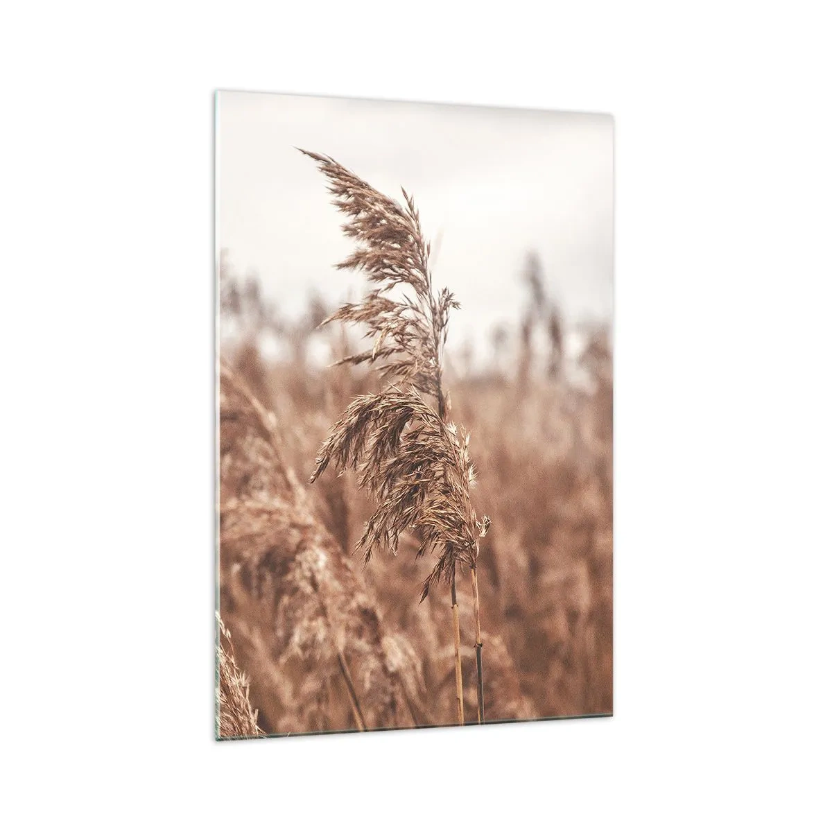 Glasbild - Bild auf glas - Goldene Gräser vor dem Hintergrund der Herbstlandschaft - 70x100cm - Auf den Feldern ist es schon Herbst - Moderne Wanddekoration für Wohnzimmer und Schlafzimmer ARTTOR